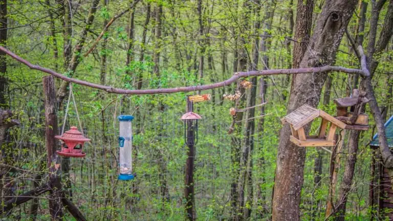 3, 5, Or 18 Days?  / How Long Does It Take For Birds To Find A Bird Feeder?