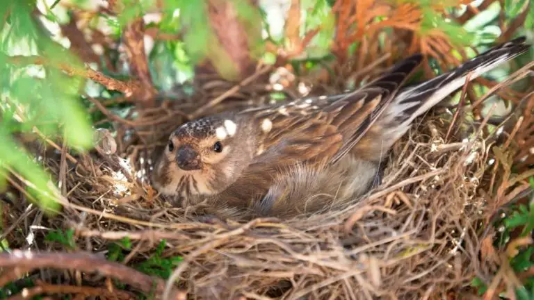 How Long Is A Bird Pregnant Before Laying Eggs? An Amazing Truth About One Of The Most Beautiful Phenomena In This World