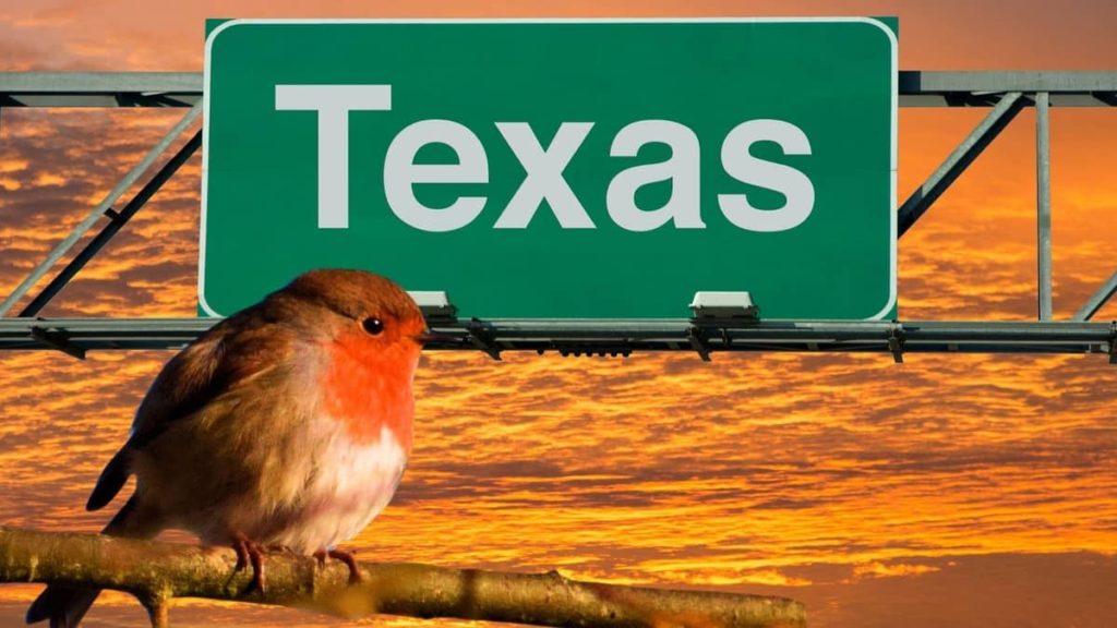 Red Robins In Texas Birds Tracker
