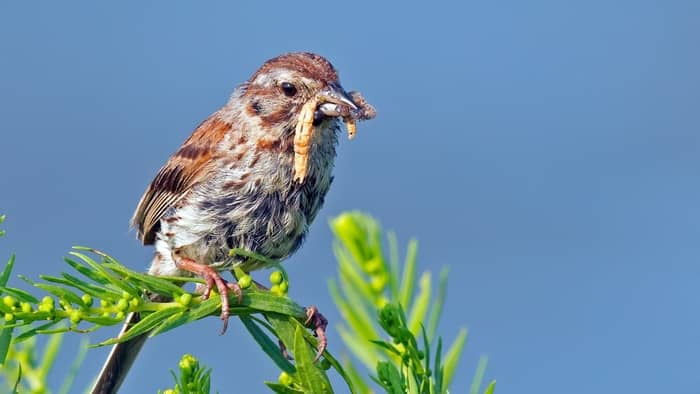 What Do Song Sparrows Eat