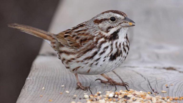 What Do Song Sparrows Eat?