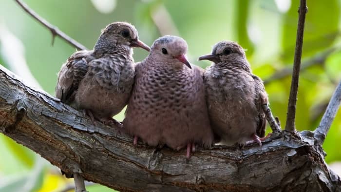  What big birds live in Alabama?