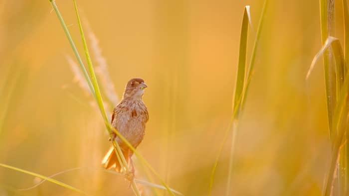  What does Alabama's state bird look like?