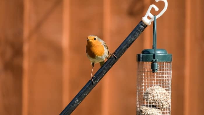  What is the best location for a bird feeder?