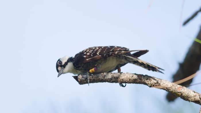  What is the rarest bird in Alabama?