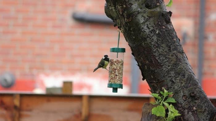  Which bird feeder attracts most birds?