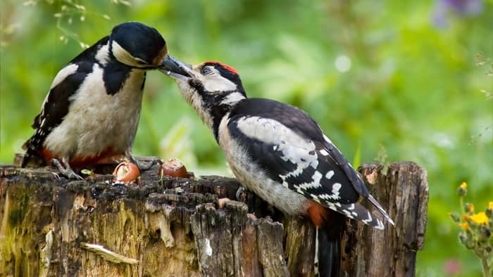 Woodpecker Diet