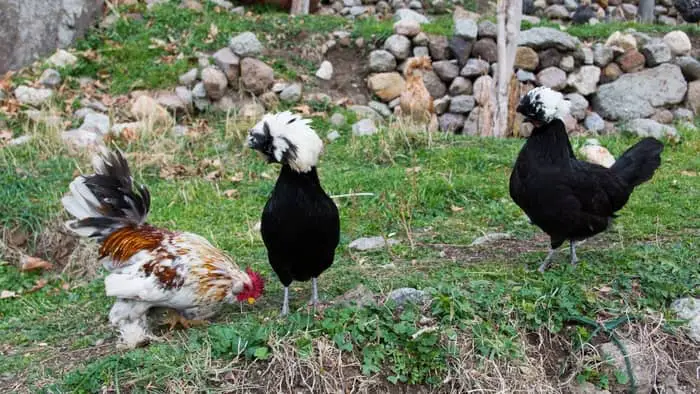  hawk deterrent for chickens