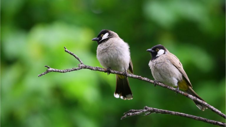 Can Birds Throw Up? Top 7 Most Common Symptoms, 9 Possible Causes, 4 Best Treatments for This Somewhat Disturbing Behavior