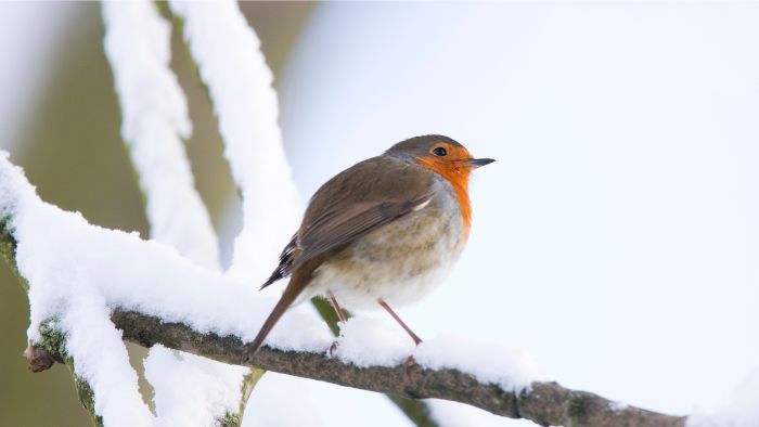  Can robins survive in the snow?