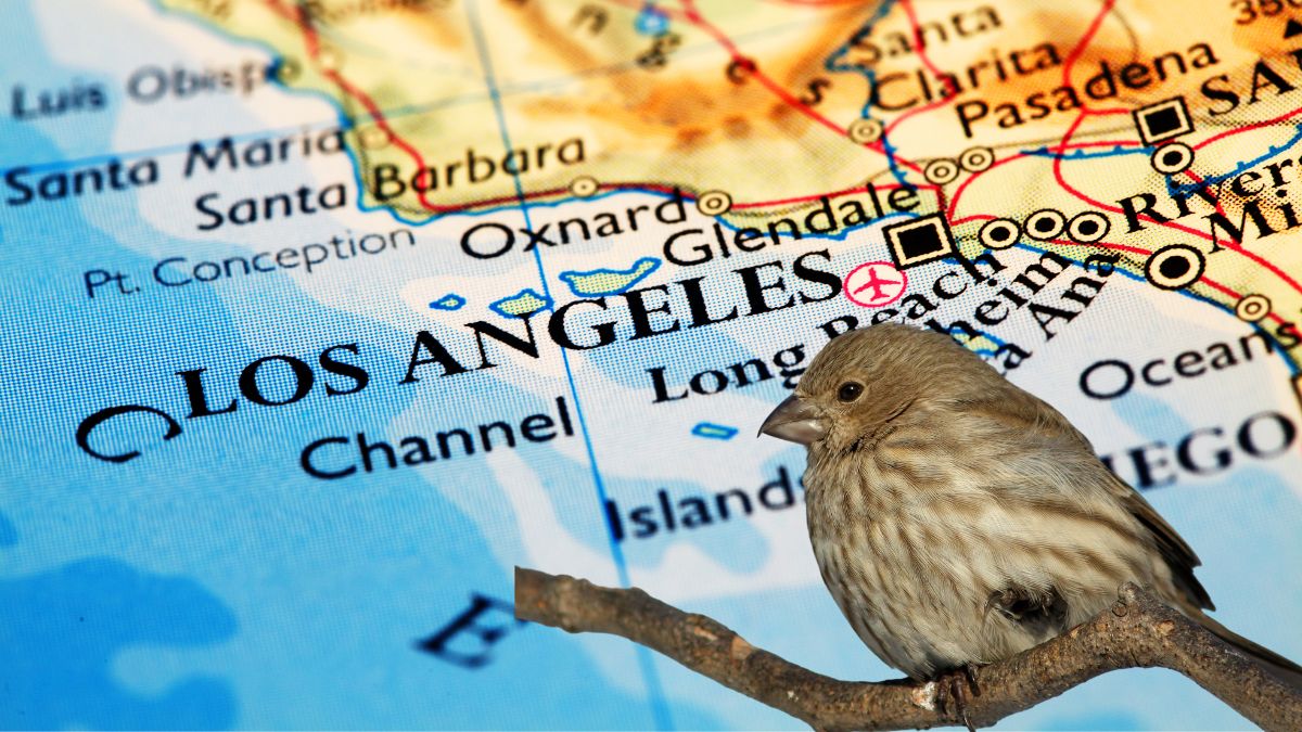 Common Birds In Los Angeles
