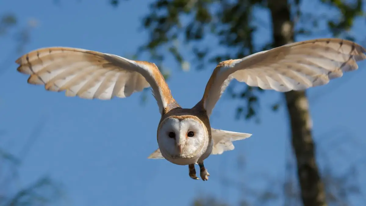 Do Owls Fly During The Day