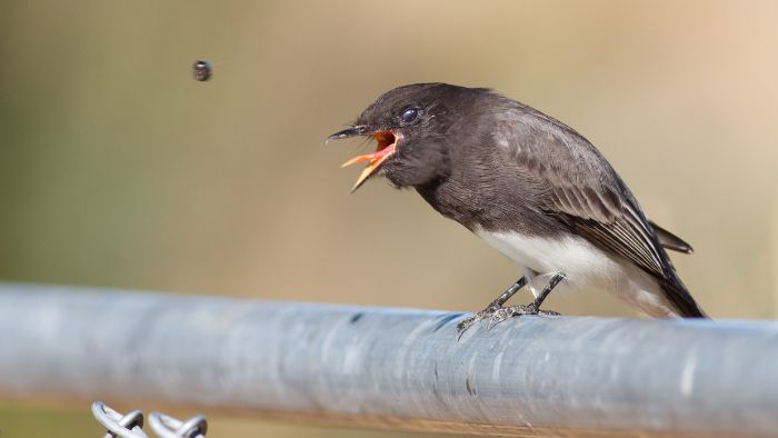  Do birds vomit when scared?