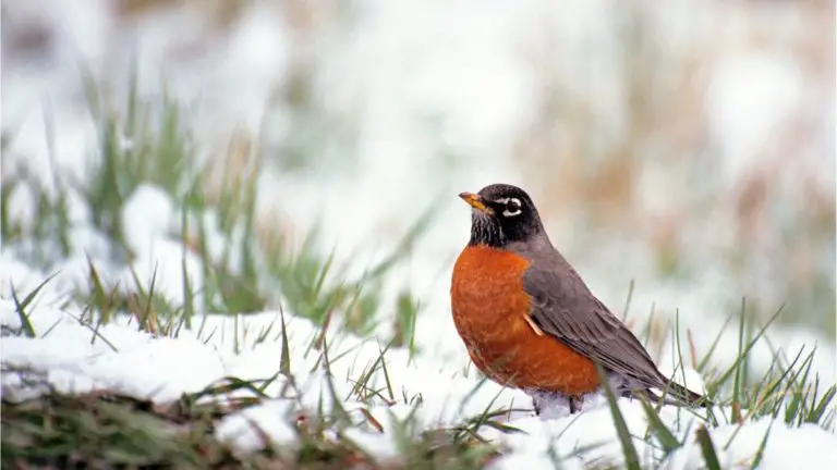 What Do Robins Eat When There's Snow On The Ground
