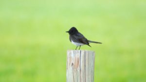 Top 5 Common Birds In Los Angeles (Most Wonderful Spices You Have To ...