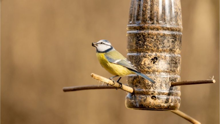 What to Put Under A Bird Feeder? Powerful No. 1 Method That Can Prevent Various Problems That Can Occur Under A Messy Feeder