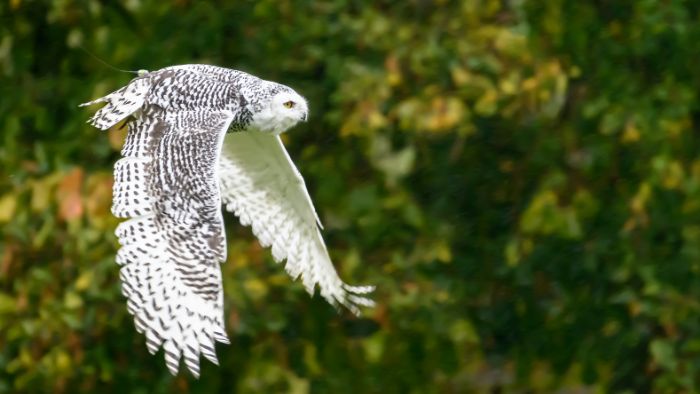  seeing an owl during the day