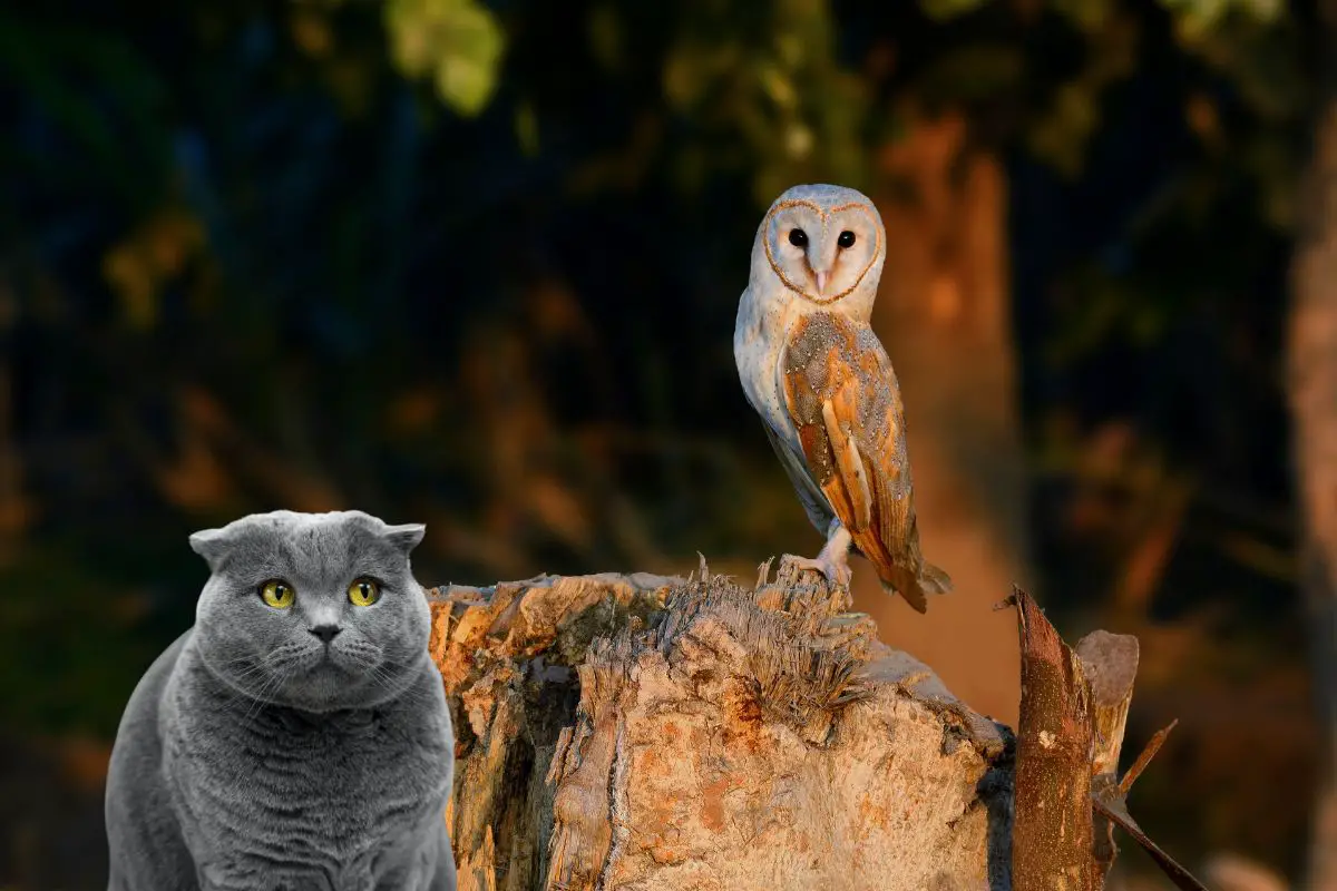 Do Barn Owls Eat Cats - 6 Breathtaking Facts Revealed