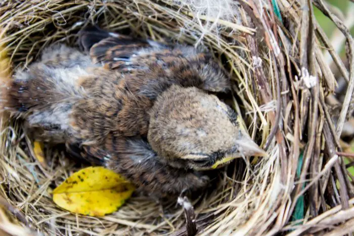 Generally Speaking Baby Birds Leaving The Nest 