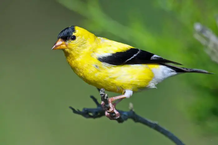 Lawrence Goldfinch - What Does A Goldfinch Sound Like