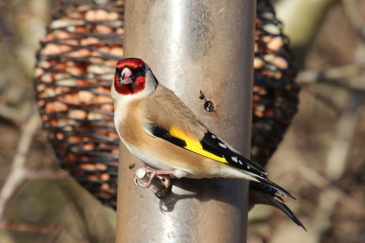 What Does A Goldfinch Sound Like