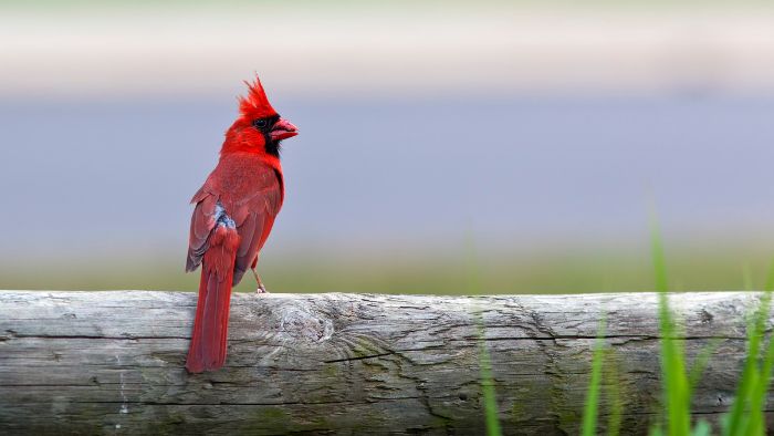  Are Blue Jays and Northern Cardinals related?
