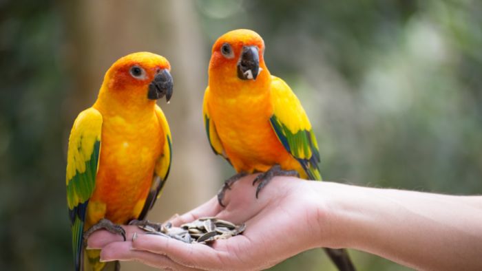  Can Parrots Eat Cantaloupe?