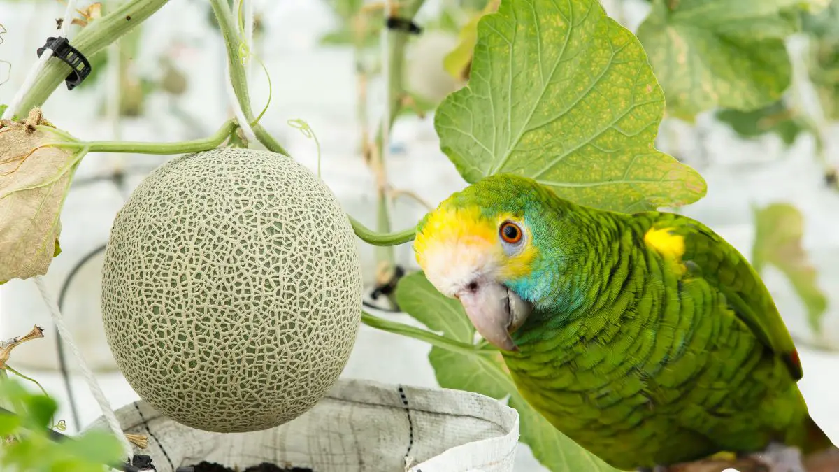 Can Parrots Eat Cantaloupe