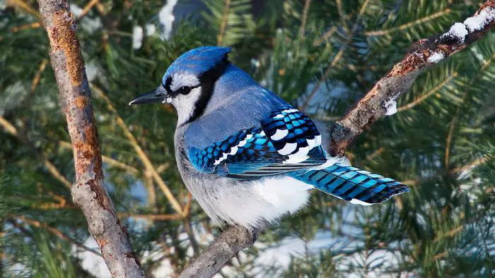  Do Blue Jays and Northern Cardinals Get Along?