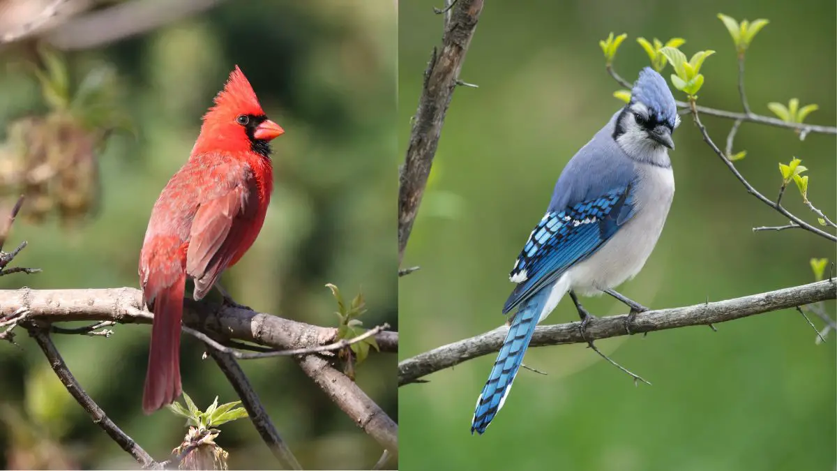 Do Blue Jays and Northern Cardinals