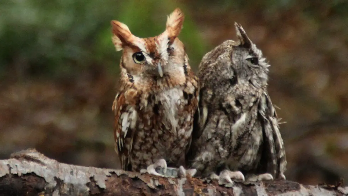 Eastern Vs Western Owls