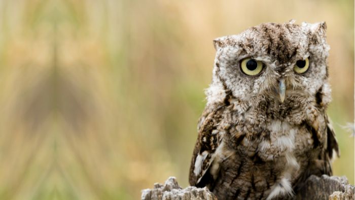  How can you tell the difference between owls?