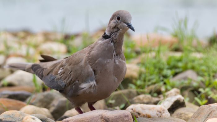  How do you tell a dove apart?