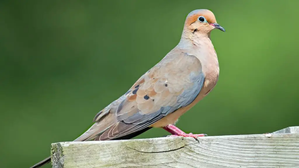 Types Of Doves In Texas