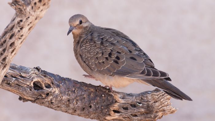  What do doves in Texas look like?