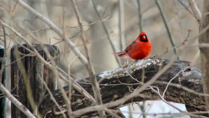  What does seeing a Blue Jay and a Northern Cardinal mean?