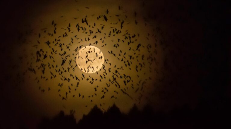Birds That Hunt At Night
