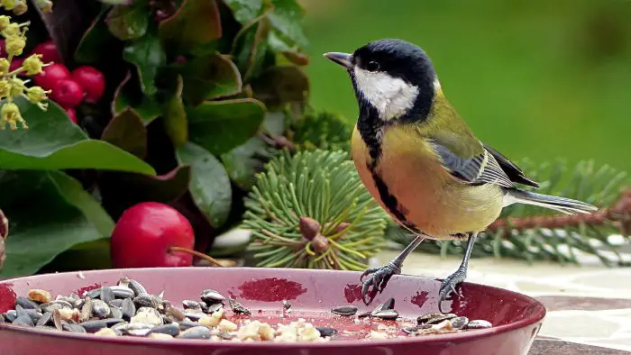  Can you put red pepper in birdseed?