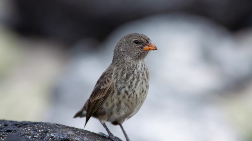 Do Finches Fly South For The Winter? - A Guide To Wild Bird Migration