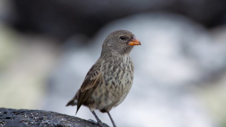 Do Finches Fly South For The Winter? – A Guide To Wild Bird Migration And More