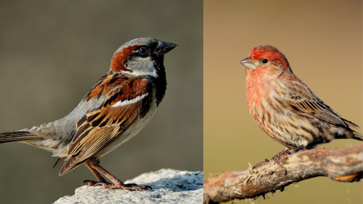 House Finch Vs Sparrow