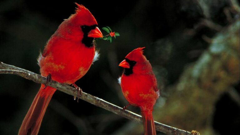 How Long Does It Take For Cardinals’ Eggs To Hatch – North American Songbird Guide
