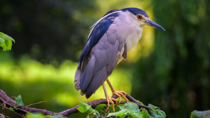  What bird makes a weird noise at night?