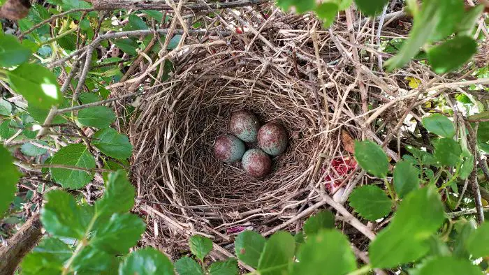  What happens after Cardinal eggs hatch?
