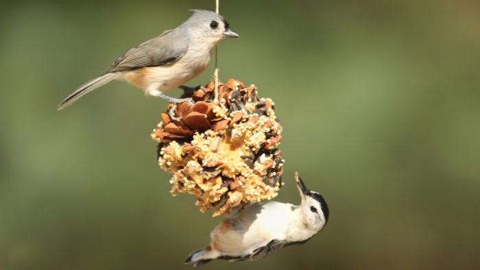  bird feeder in summer