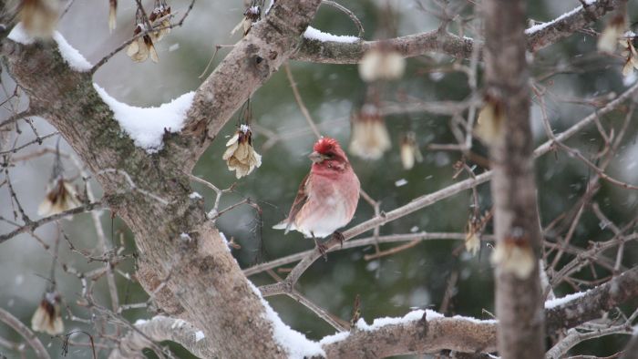  do finches migrate