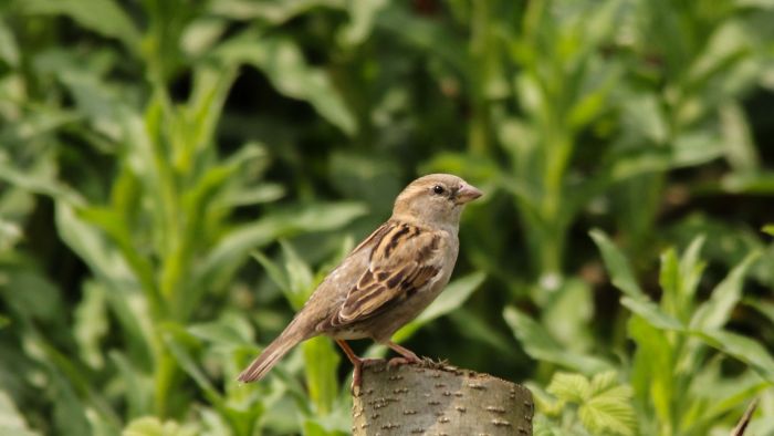  female house finch vs sparrow