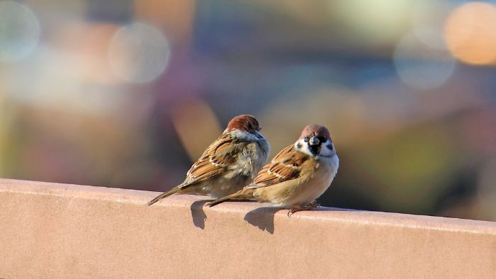  finches and sparrows an identification guide