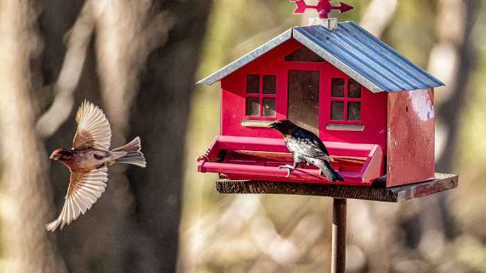  should you feed birds in the summer