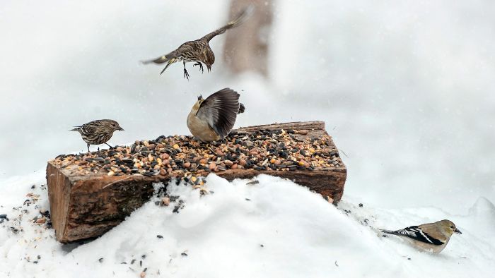  what do finches look like